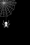 spiderweb.gif (7322 bytes)
